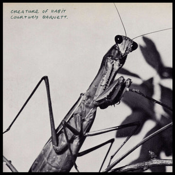 Creature of Habit by Courtney Barnett
